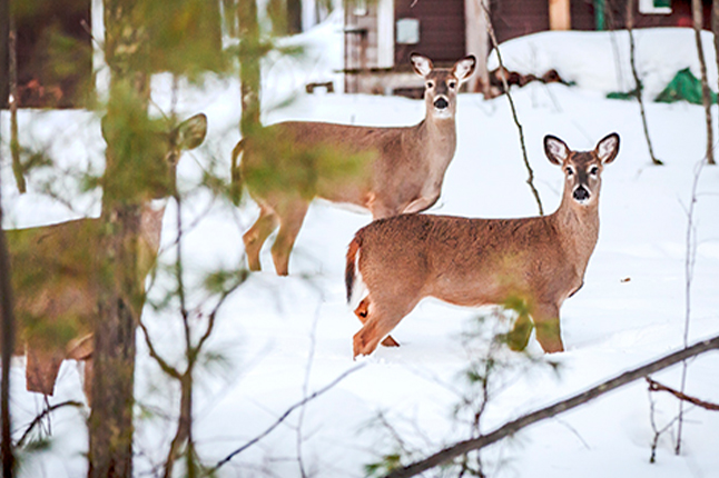 North Lakeland Discovery Center Trails
